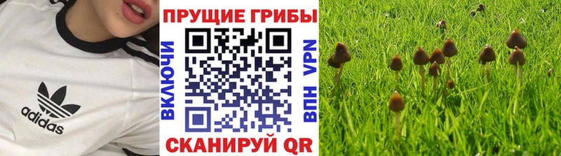 Псилоцибиновые грибы Cubensis  Купить где  Нерюнгри 
